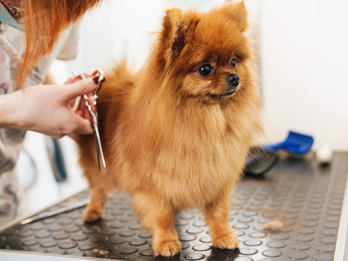 Aqua Fauna: tienda de mascotas y peluquería canina