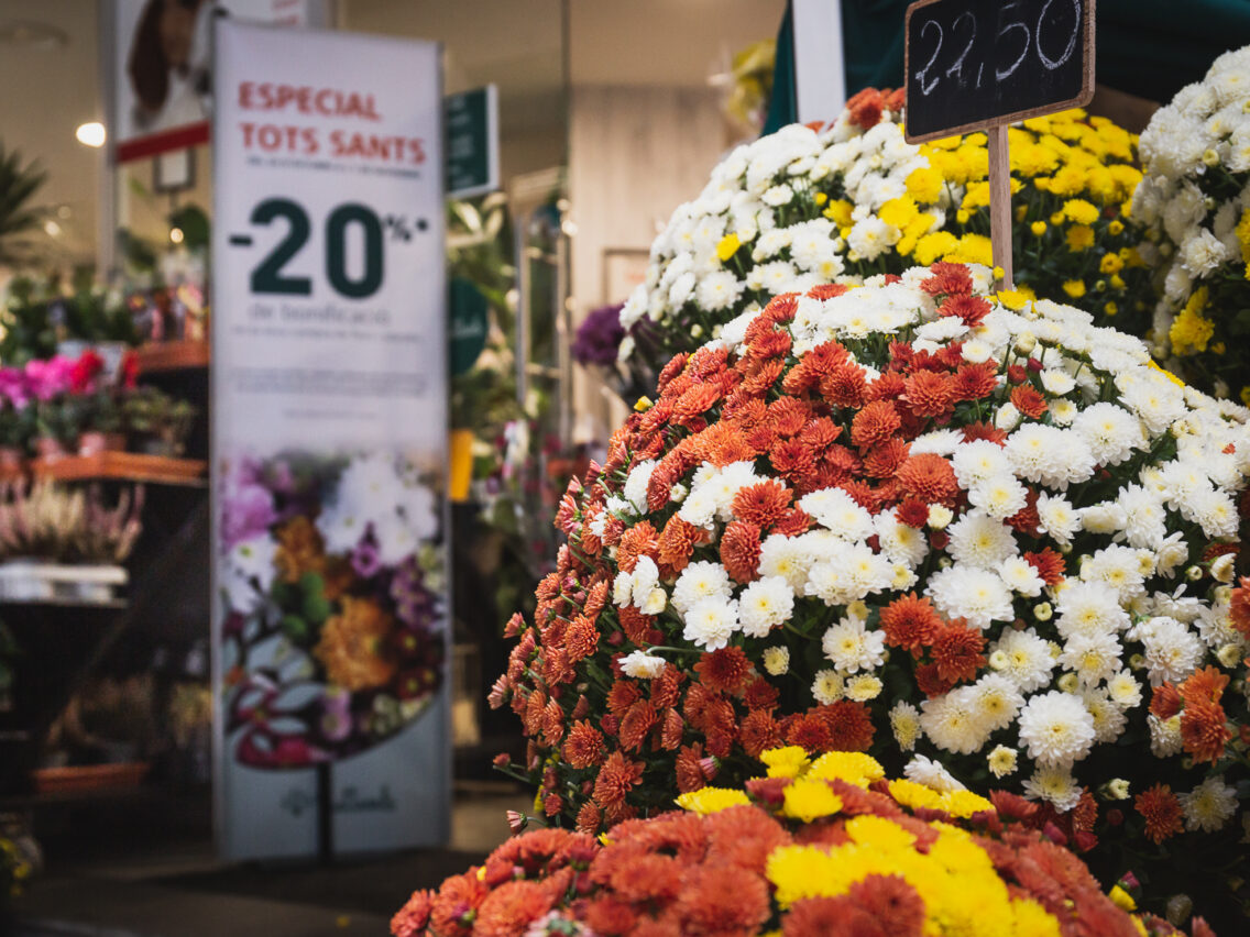 Crisantems per Tots Sants: flors de tradició i simbolisme