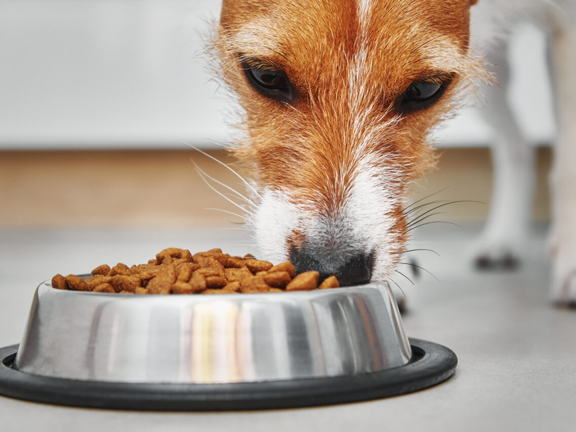 Alimentación de calidad para mascotas